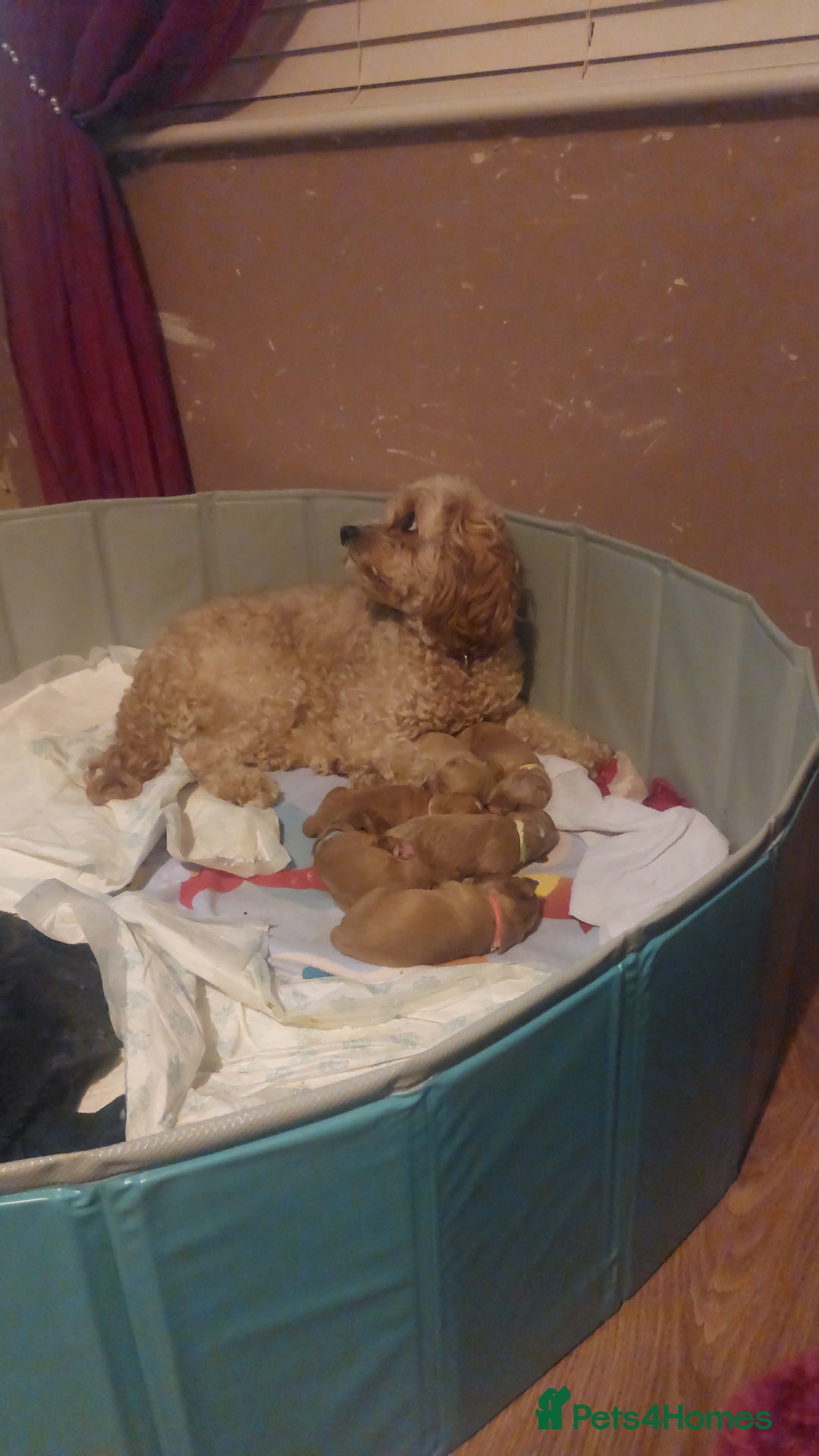 Mixed Breed dogs for sale: Adorable cavacockerpoo - Image 1