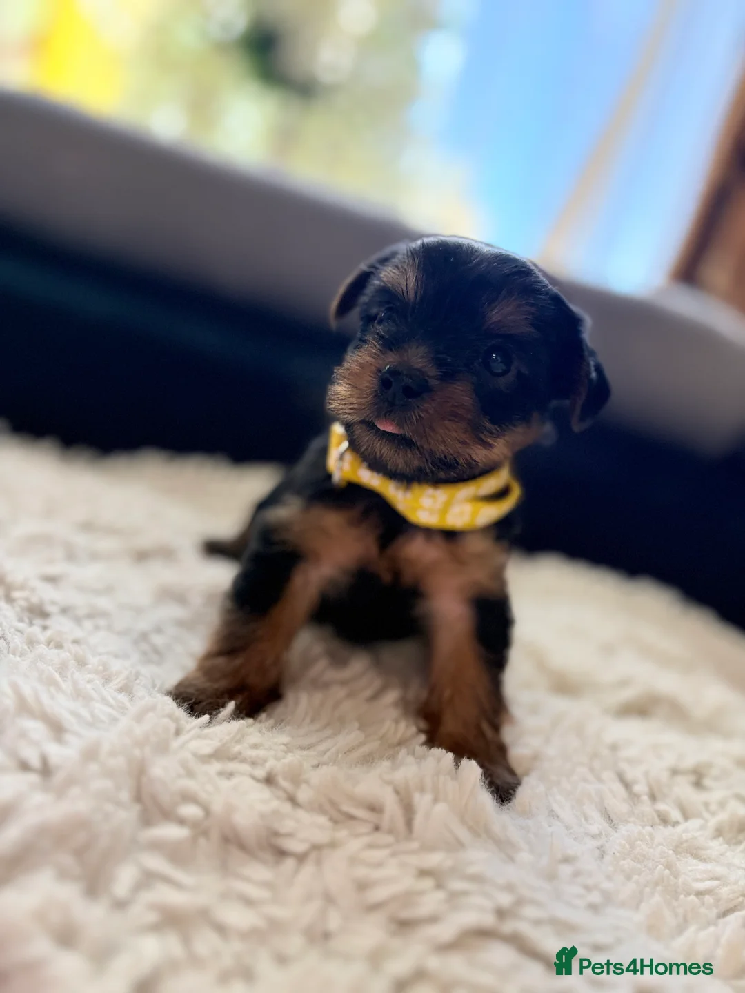 Yorkshire Terrier dogs for sale: Beautiful Yorkshire puppy’s 🐶🥰 - Advert 2