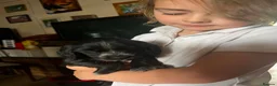 Cocker Spaniel dogs for sale: Gorgeous, beautiful cocker spaniel pups - Advert 4