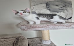 Bengal cats for sale: Male bengal cross - Image 2