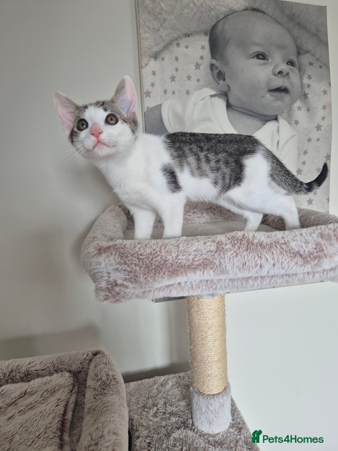 Bengal cats for sale: Male bengal cross - Image 2