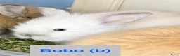 Lionhead rabbits for sale: Double Maned Lionheads Babies - Advert 15