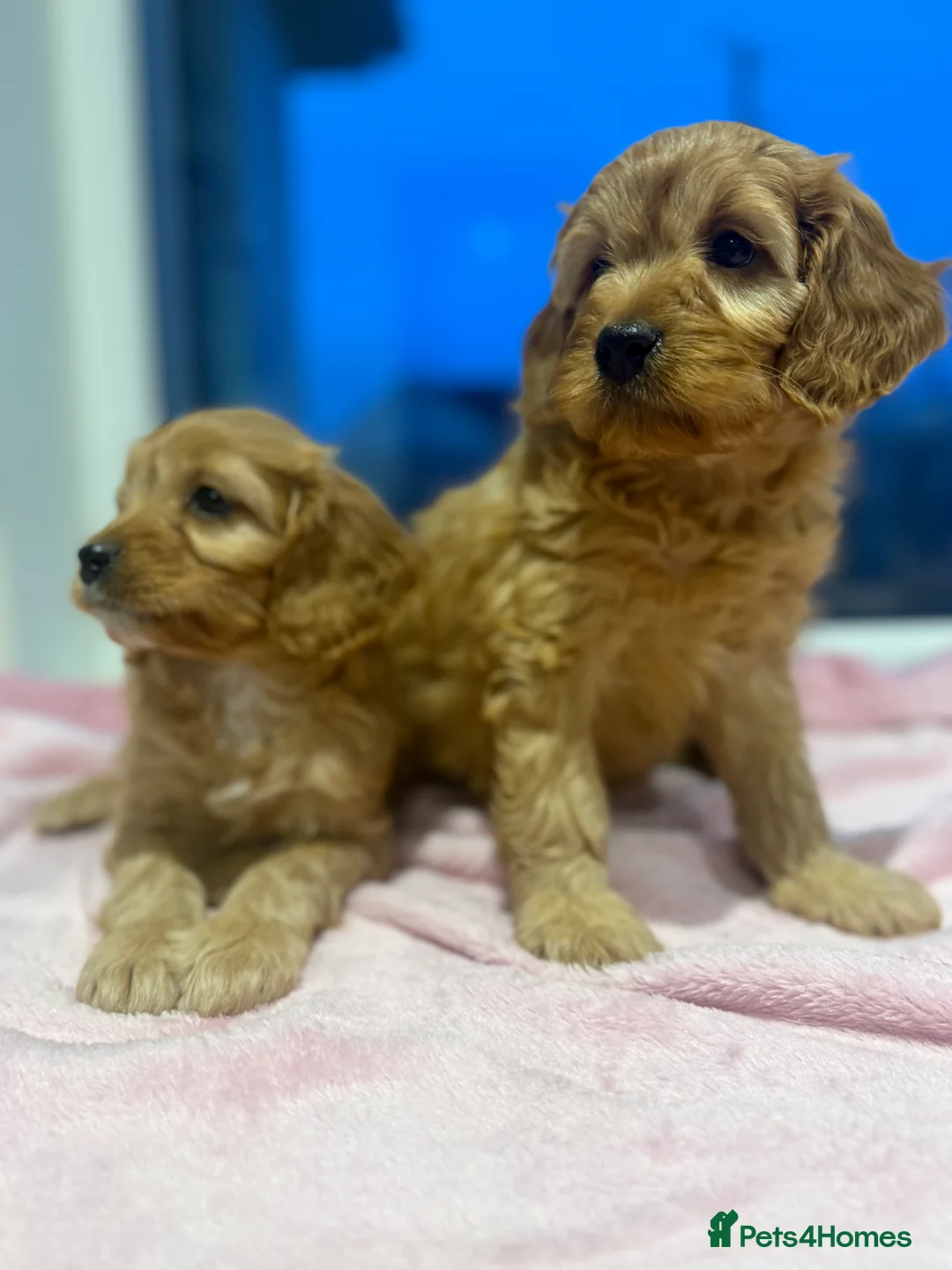 Cavapoo dogs for sale: Cavapoo puppies  in Cookstown - Advert 2