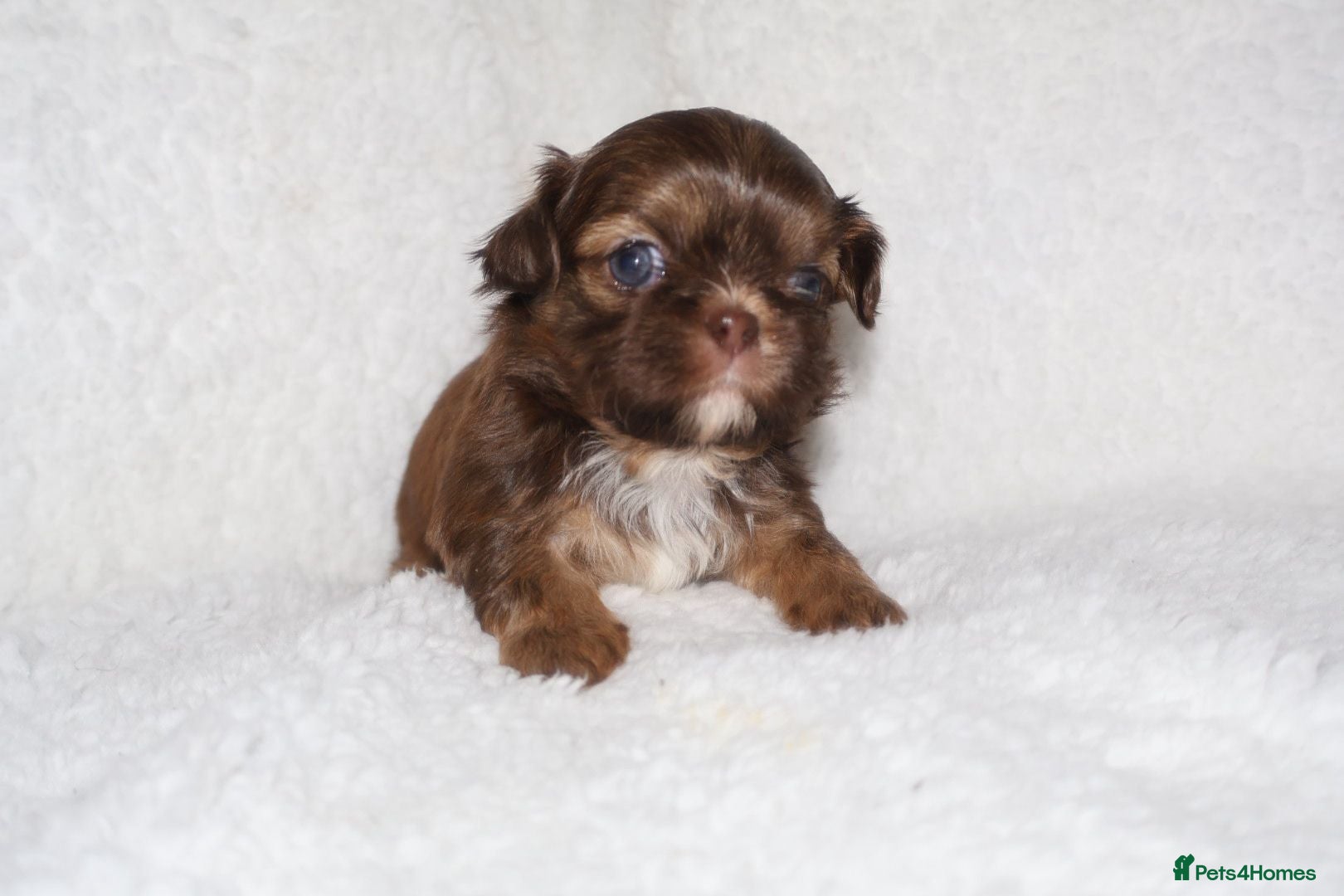 Shih Tzu dogs ⭐️ 5 STAR IMPERIAL SHIH TZU PUPPIES ⭐️ - Advert 11