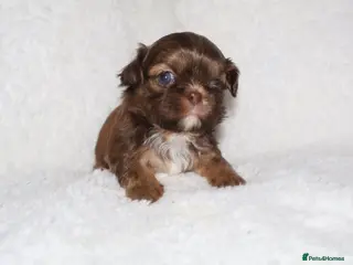 Shih Tzu dogs ⭐️ 5 STAR IMPERIAL SHIH TZU PUPPIES ⭐️ - Advert 11