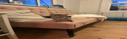 Mixed Breed cats for sale: Our little tabby kittens  in Caterham - Advert 2