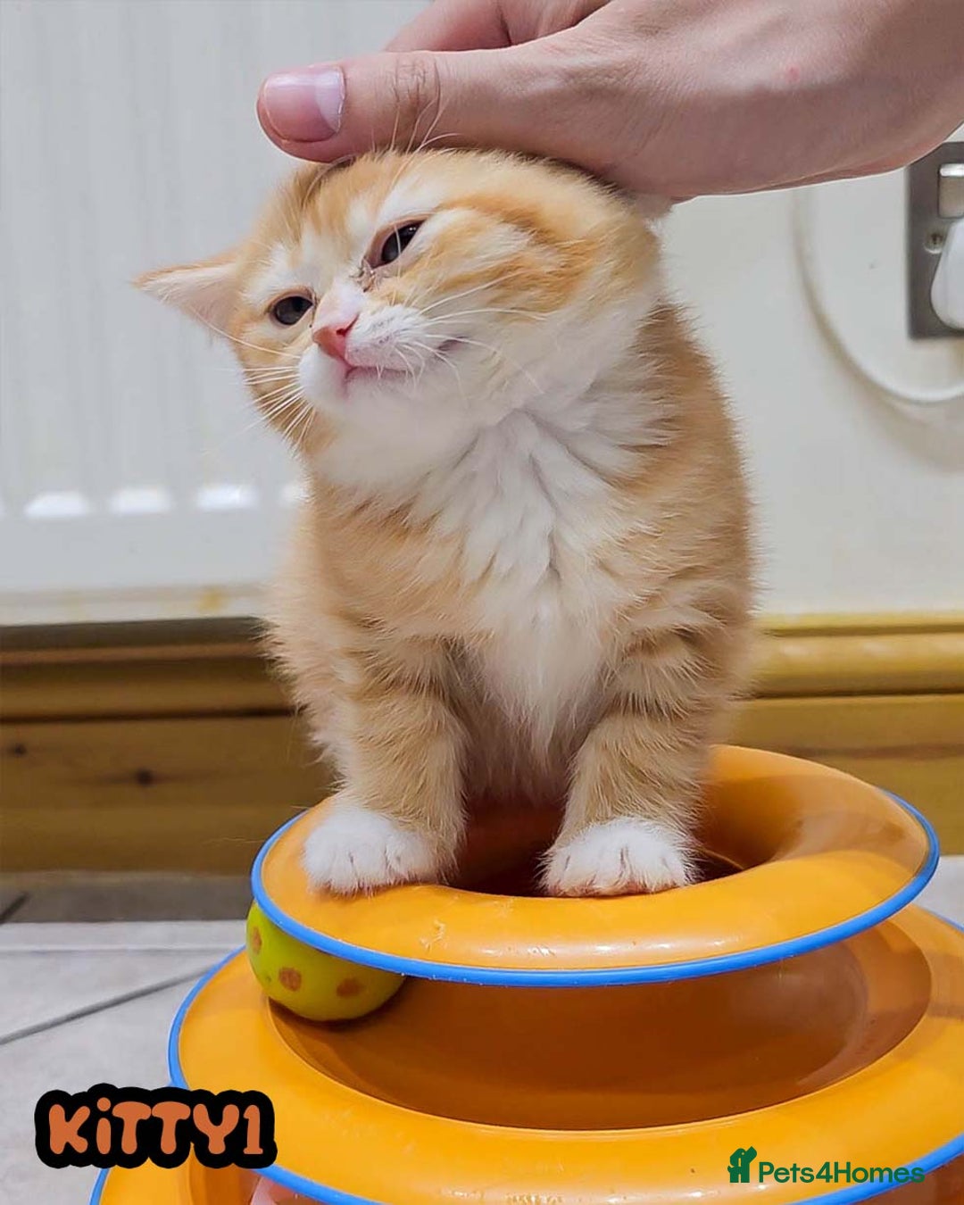 British Shorthair cats for sale: Adorable Kittens Ready For Reservation  - Image 17