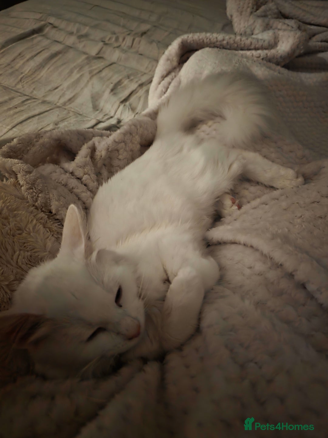 Mixed Breed cats for sale: Cats 4  - Advert 10