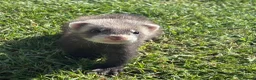 Ferret rodents for sale: Gorgeous chunky baby ferrets  - Advert 5