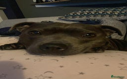 Staffordshire Bull Terrier dogs for sale: Beautiful Staffordshire bull terrier puppy’s  - Image 15