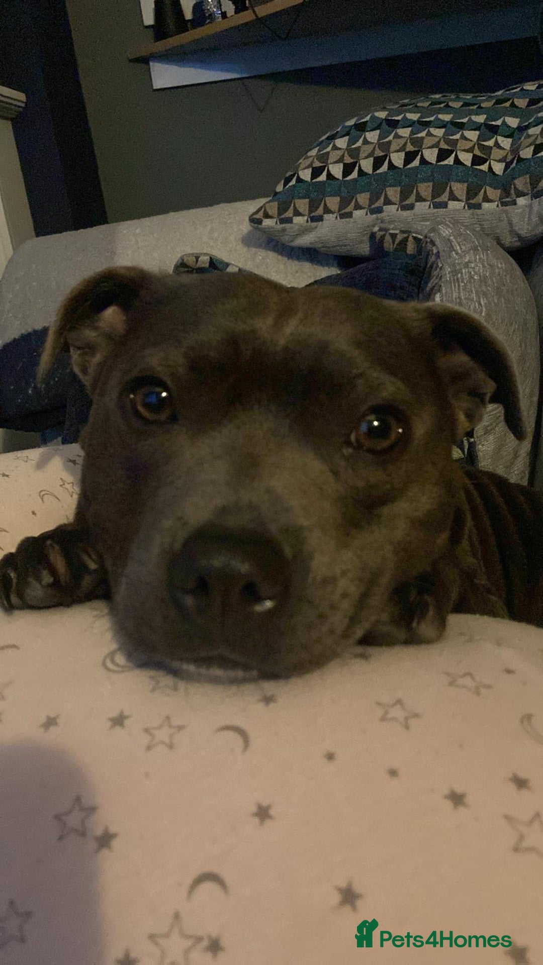 Staffordshire Bull Terrier dogs for sale: Beautiful Staffordshire bull terrier puppy’s  - Image 15