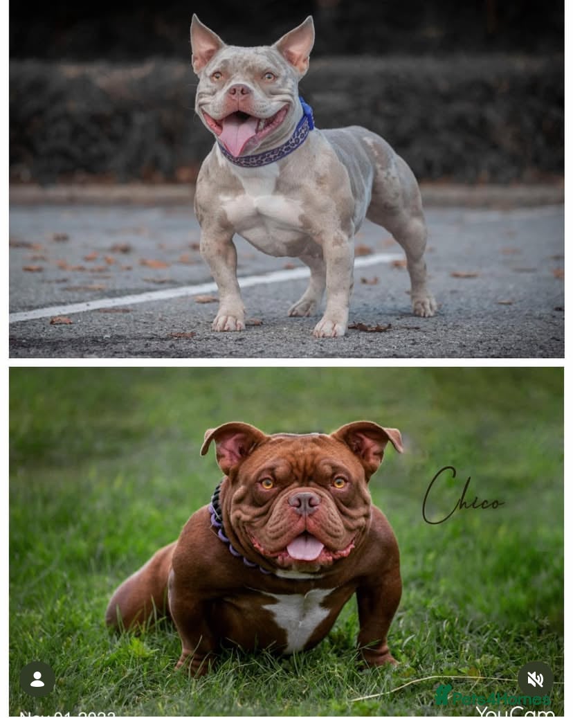 American Bully dogs for sale: Micro Bully  - Advert 6