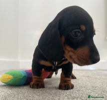 Miniature Dachshund dogs LAST 2 BOYS LEFT mini smooth Dachshund pups - Advert 6