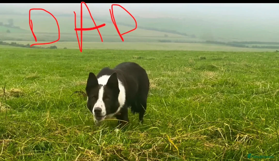 Border Collie dogs for sale: Stunning Blue Merle Border Collie  - Advert 2
