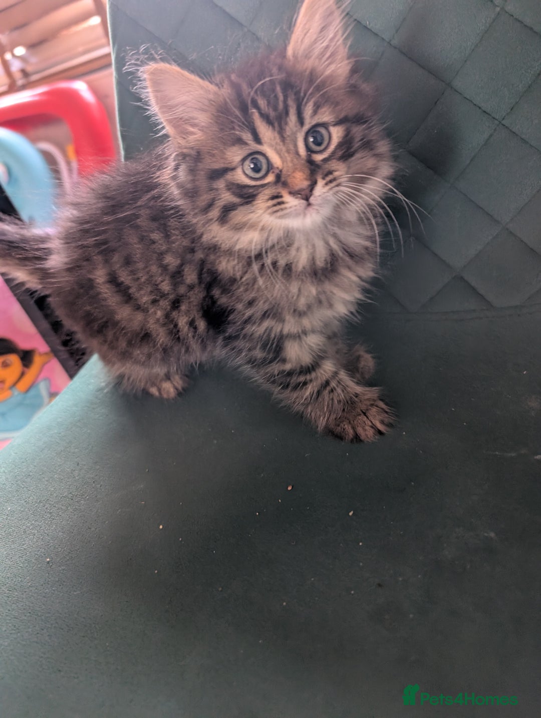 Mixed Breed cats for sale: Last one left! Mixed Breed Mini Maine Coon Dupes - Image 21