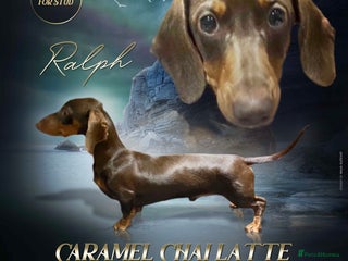 Miniature Dachshund dogs in Sheffield - Advert 17