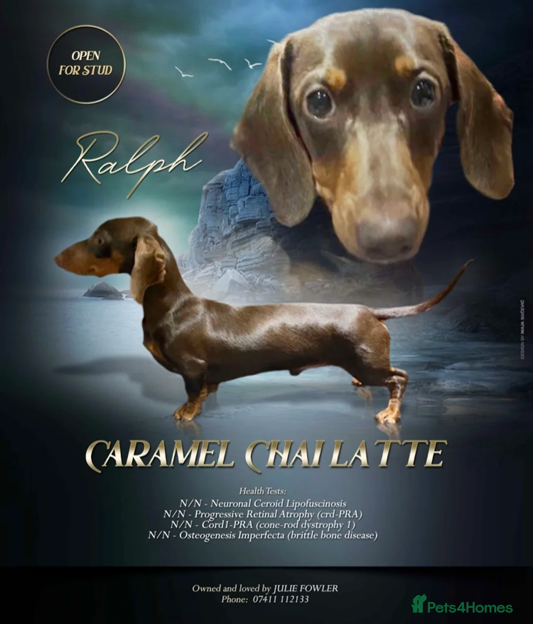 Miniature Dachshund dogs for stud: KC REG Chocolate & Tan Miniature Dachshund Stud in Sheffield - Advert 1