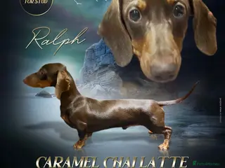 Miniature Dachshund dogs KC REG Chocolate & Tan Miniature Dachshund Stud in Sheffield - Advert 21