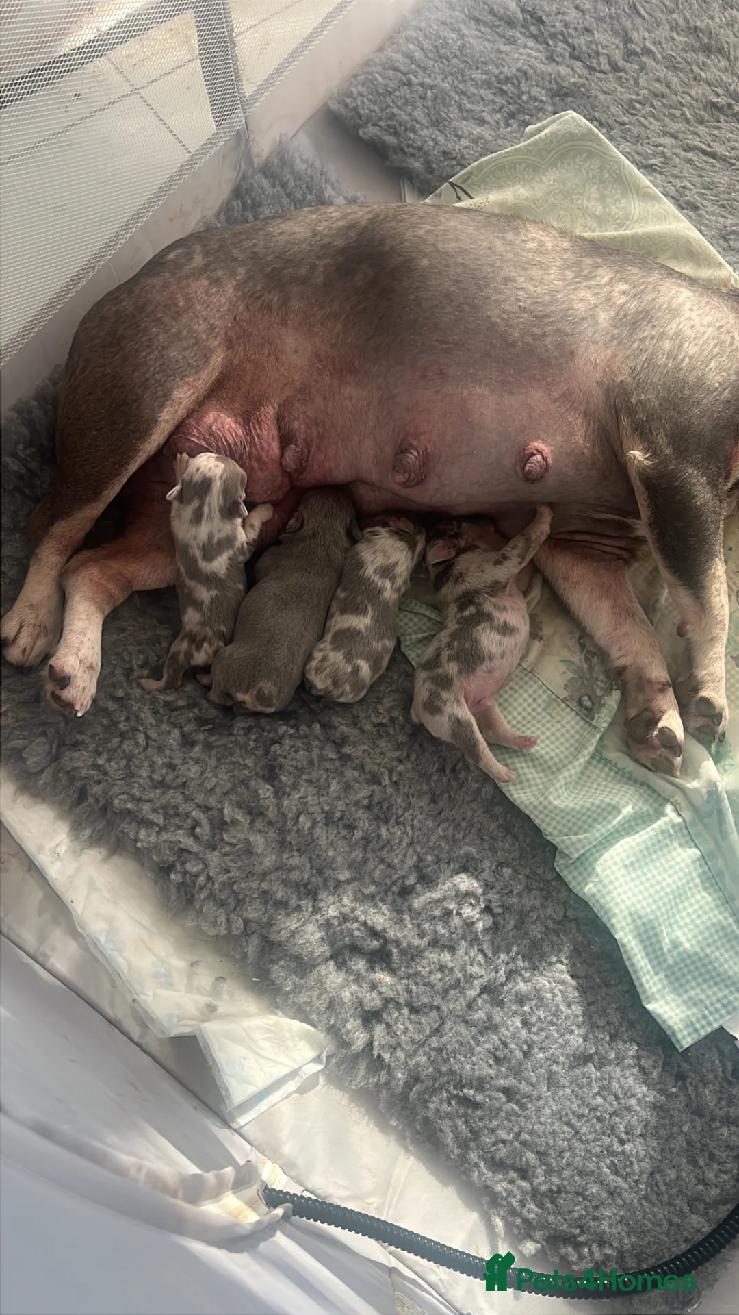 French Bulldog dogs for sale: 4 French bulldog puppies for sale  - Advert 6