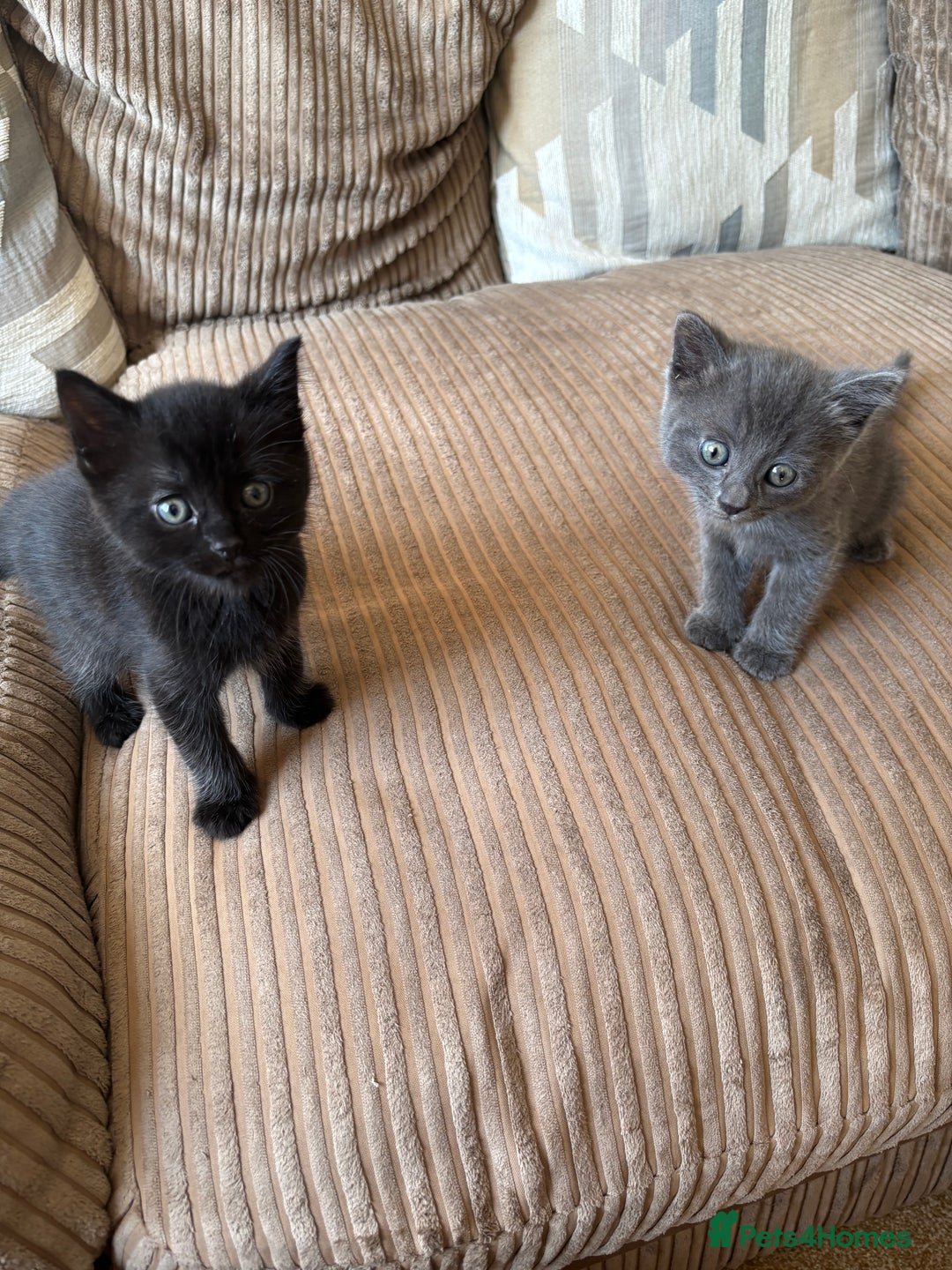 Mixed Breed cats for sale: Three Gorgeous Kittens - Image 4
