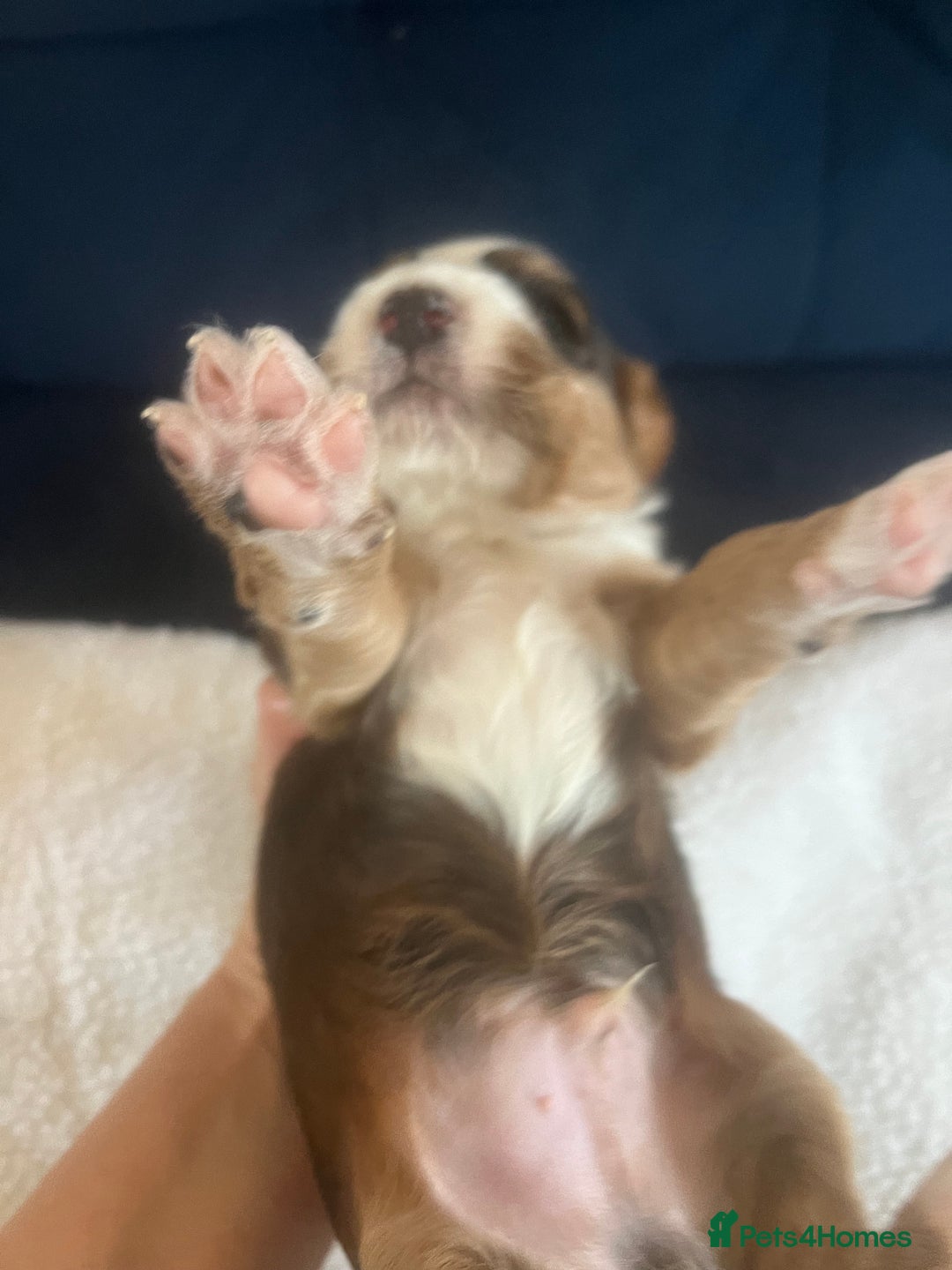 Cockapoo dogs for sale: Cockerpoo Male  - Image 9