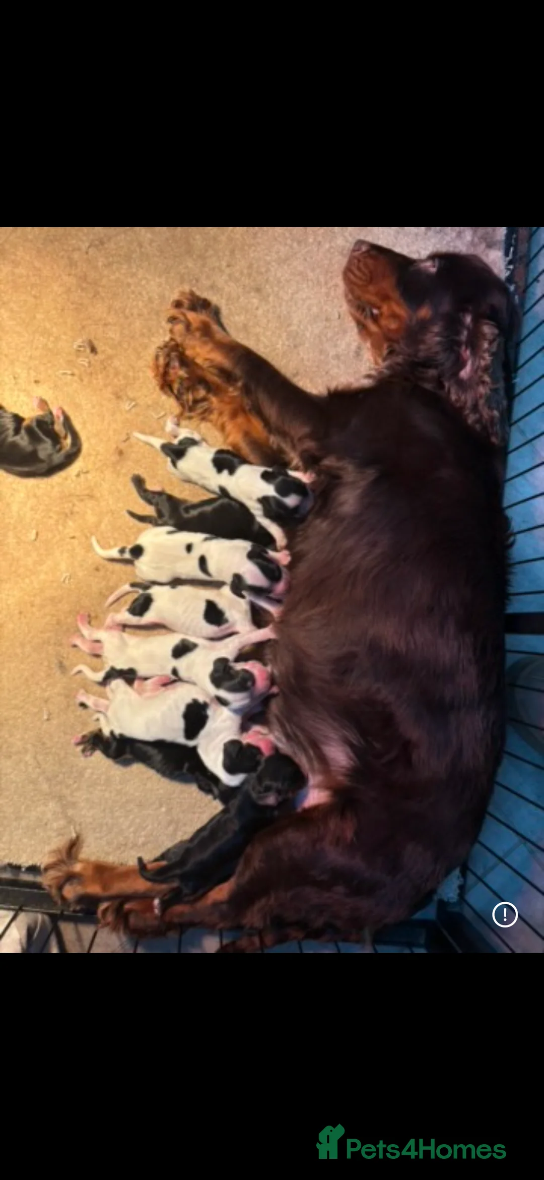 Cocker Spaniel dogs for sale: Top quality cocker spaniel pups  - Advert 16