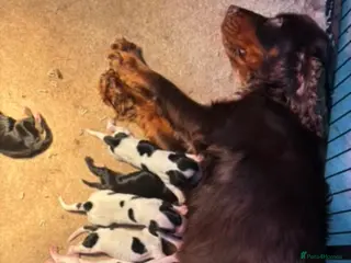 Cocker Spaniel dogs Top quality cocker spaniel pups - Advert 4