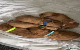 Mixed Breed dogs for sale: Male boys - Image 1