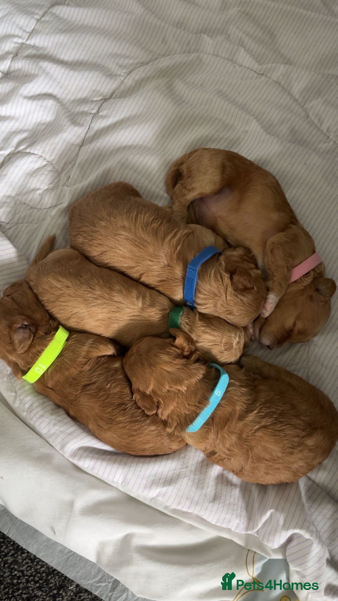 Mixed Breed dogs for sale: Male boys - Image 1