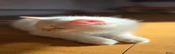 Ragdoll cats for sale: Flame Point Ragdoll Boy Last Available  - Advert 14