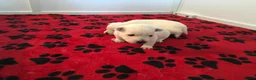 West Highland Terrier dogs for sale: Settling westie - Advert 9