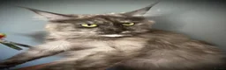 Maine Coon cats for sale: Maine Coon TICA registered Active Female  - Advert 3