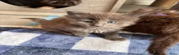 Maine Coon cats for sale: Council licensed TICA Maine Coon kittens - Advert 12