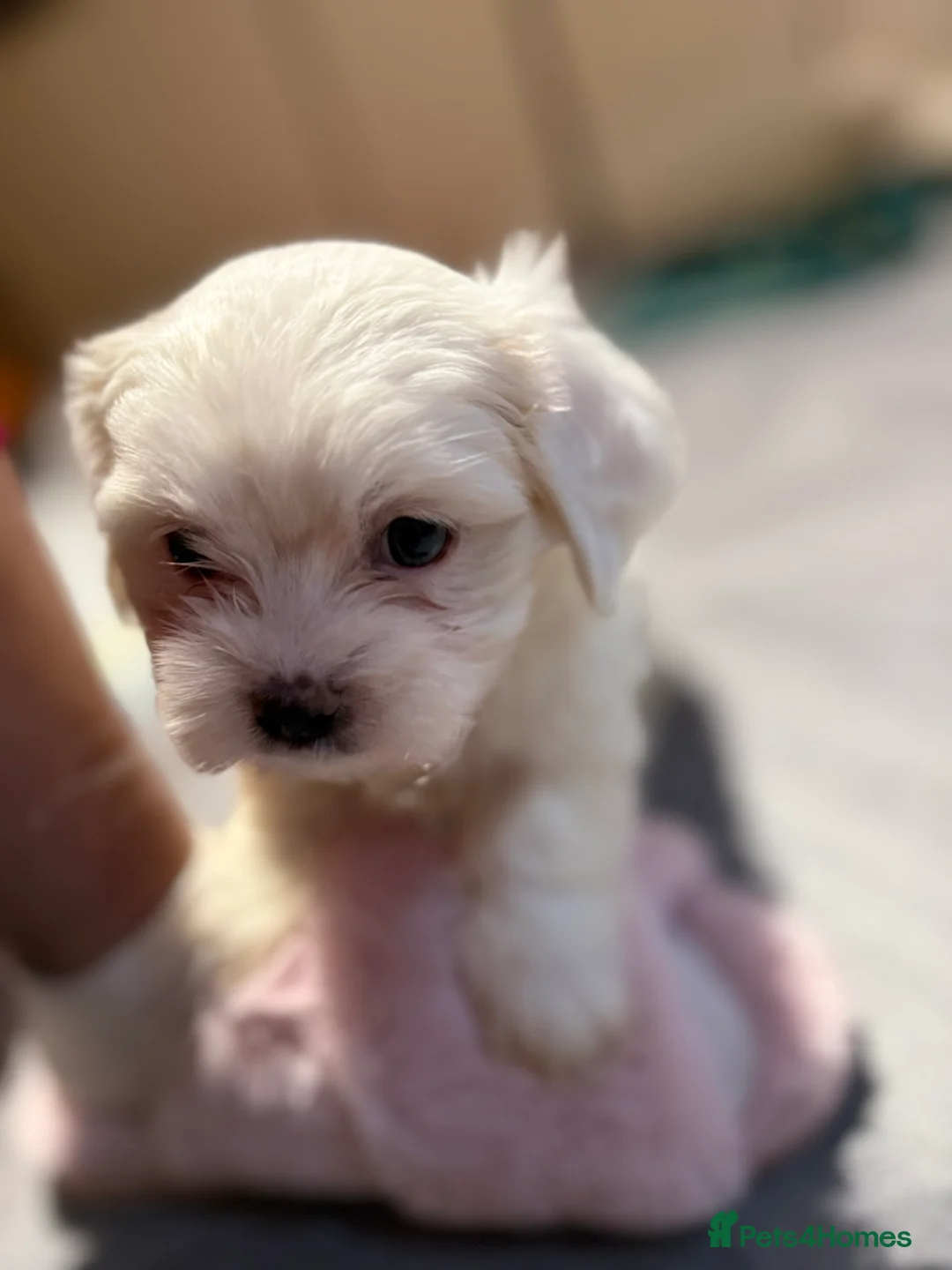 Maltese dogs for sale: Maltese puppies  - Advert 6
