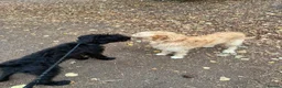 Giant Schnauzer dogs for sale: 7 Month old Giant Schnauzer  in London - Advert 2