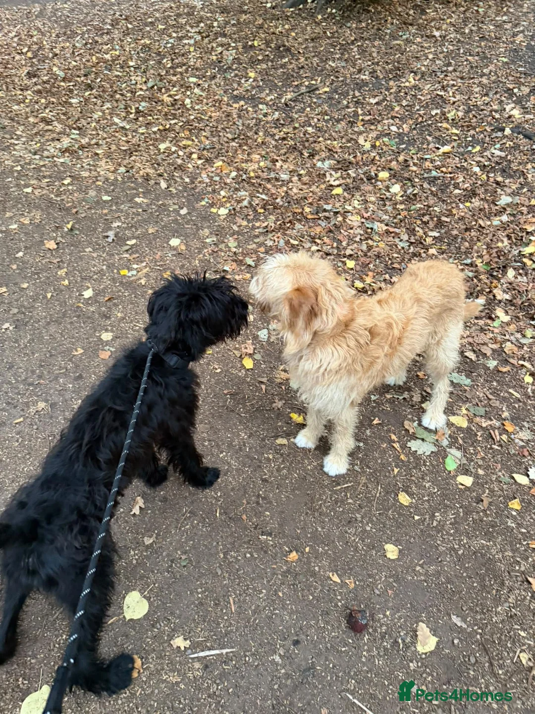 Giant Schnauzer dogs for sale: 7 Month old Giant Schnauzer  in London - Advert 2