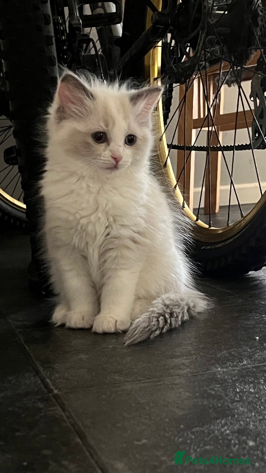 Ragdoll cats for sale: 4xfemales , 1xmale - Advert 3