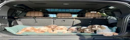 Italian Spinone dogs for sale: Italian Spinone Puppies - Advert 1