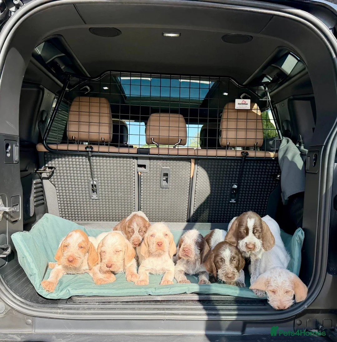 Italian Spinone dogs for sale: Italian Spinone Puppies - Advert 1