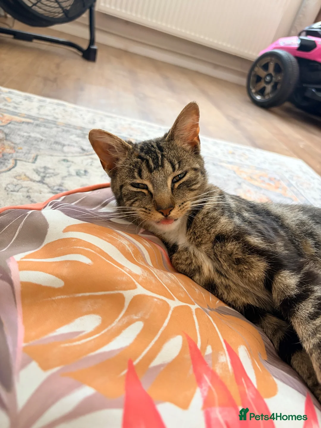 Domestic Shorthair cats for sale: 1 year old female cat - Advert 6