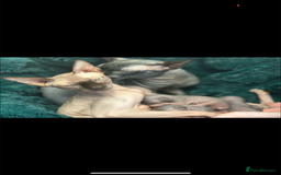 Sphynx cats for sale: Sphynx kitten Male - Image 9
