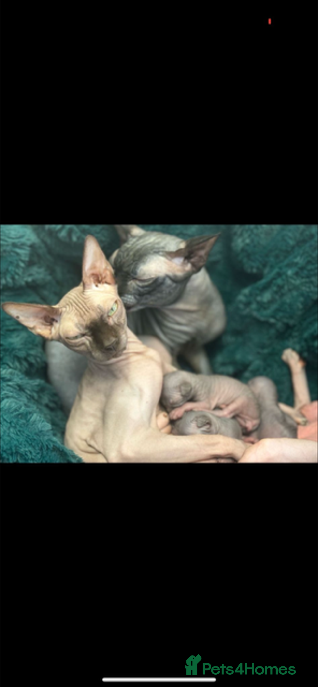Sphynx cats for sale: Sphynx kitten Male - Image 9