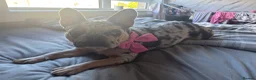 French Bulldog dogs for sale: French bulldog - Advert 3