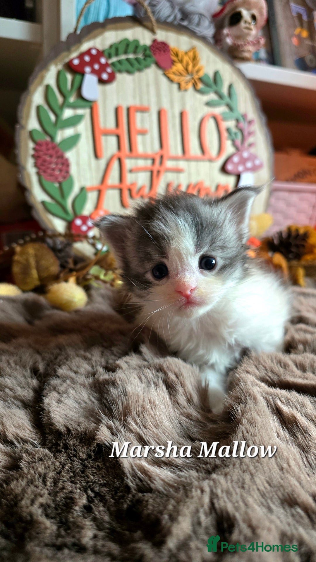 Maine Coon cats for sale: Stunning Xl Mainecoon Kittens  - Image 15