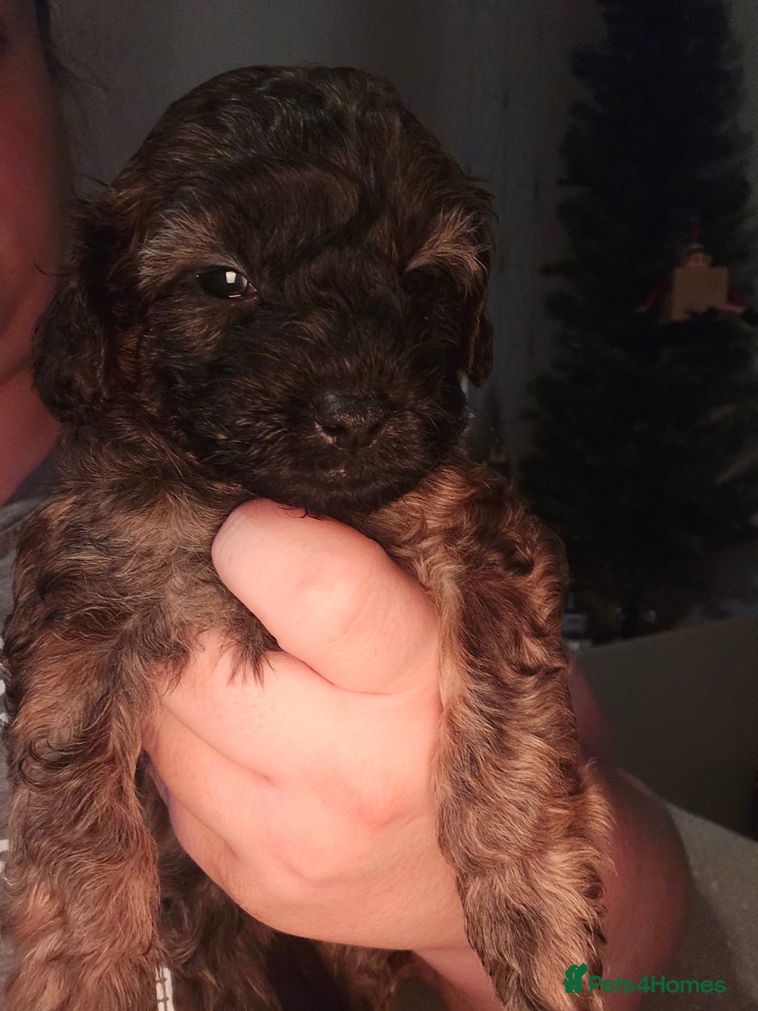 Shihpoo dogs for sale: 🐾REDUCED 2 Boys £800 - Shihpoo Puppies🐾 - Advert 27