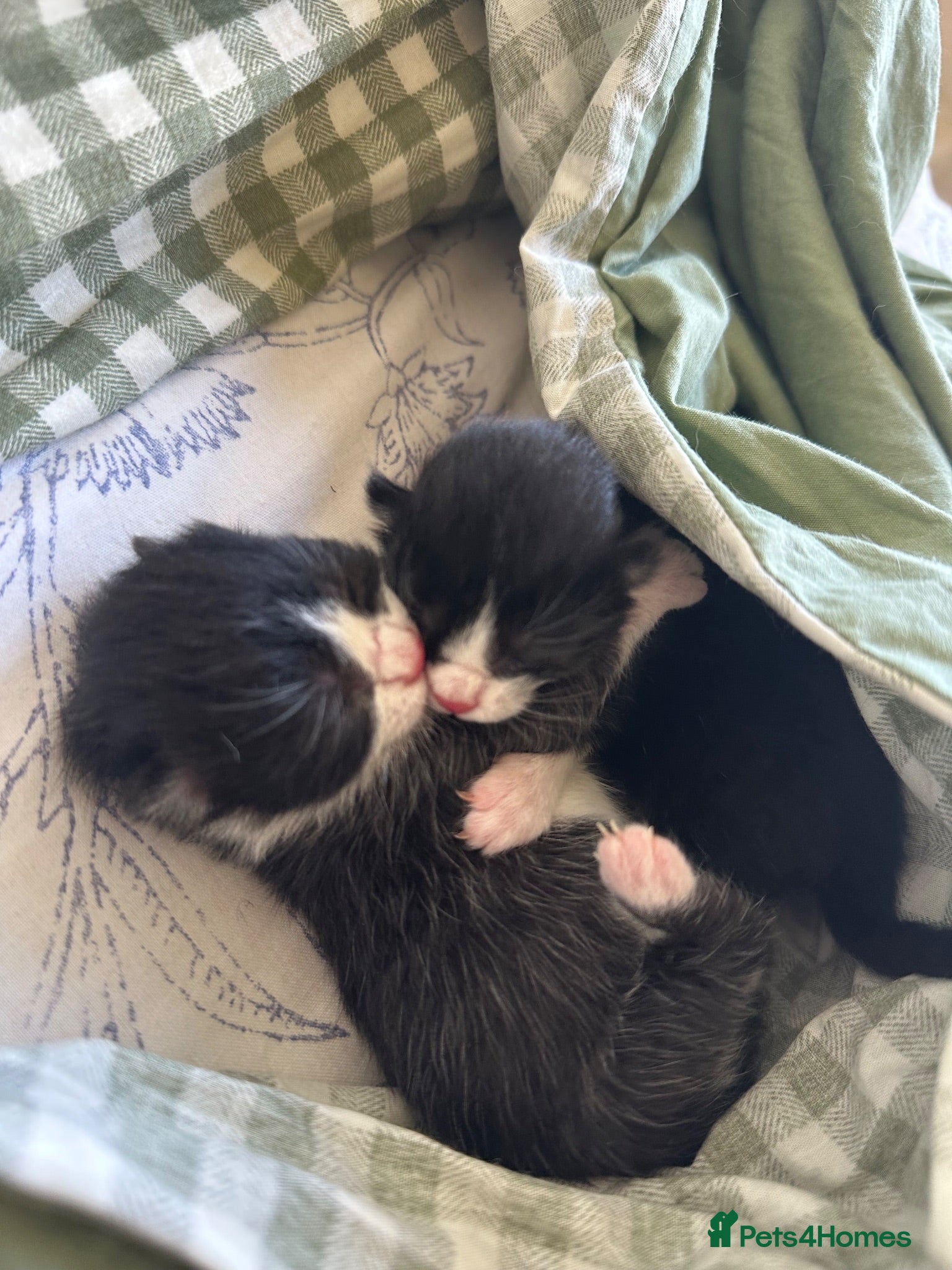 Mixed Breed cats 🖤Lovely Cats 🤍 - Advert 1