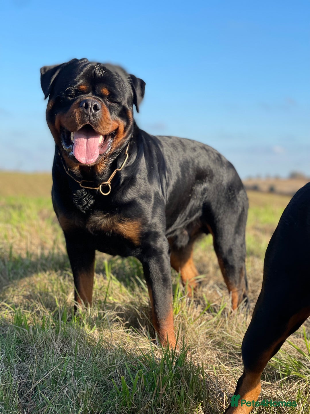 Rottweiler dogs for stud: ABSOLUTELY BEAUTIFUL KC Health Tested *FOR STUD* in Mansfield - Advert 15