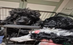 Miniature Poodle dogs for sale: Miniature Poodle Puppies - Image 2