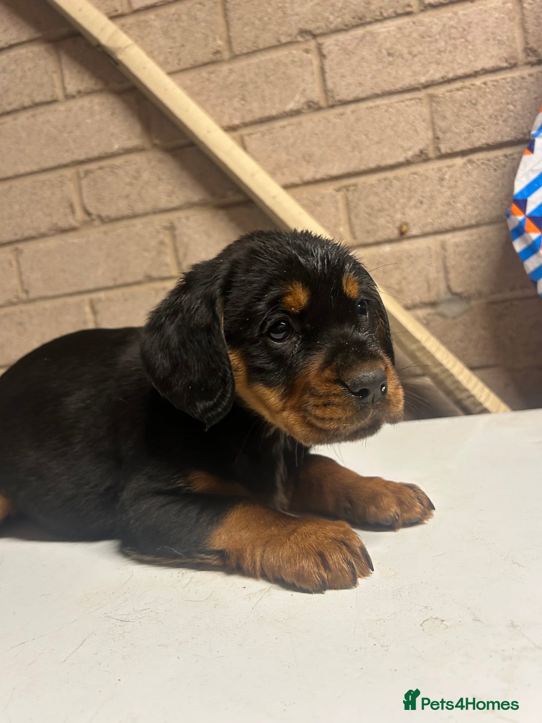 Mixed Breed dogs for sale: Cocker spaniel/Rottweiler  - Advert 5