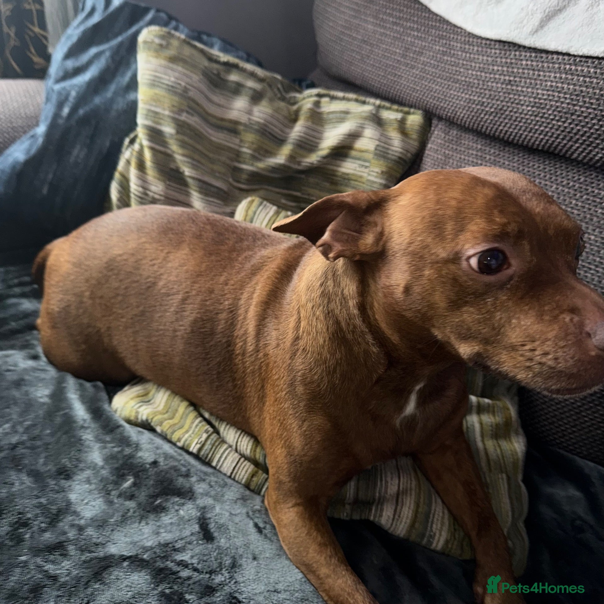 Staffordshire Bull Terrier dogs 5 year old female  - Advert 3